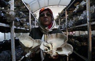 Sarımsaktan sonra mantar işine de el attı