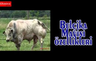 Belçika Mavisi Özellikleri