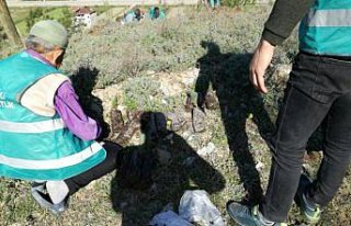 Boyabat'ta hükümlüler fidan dikti