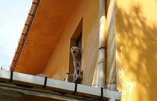 Çatıda mahsur kalan köpeği itfaiye kurtardı