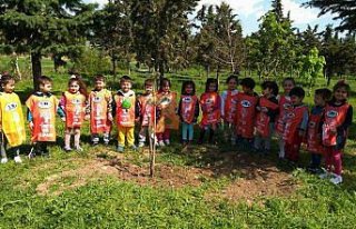 Merzifon’da minik öğrenciler fidan dikti