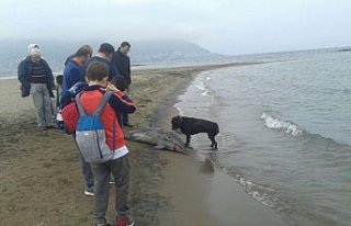 Ordu'da üç ölü yunus kıyıya vurdu