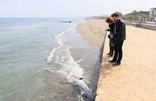 Samsun'da ölü iki yunus sahile vurdu