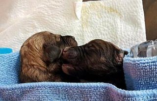 Bayburt'ta iki yavru köpek koruma altına alındı