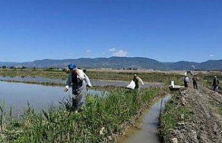 Boyabat'ta çeltik ekimine başlandı
