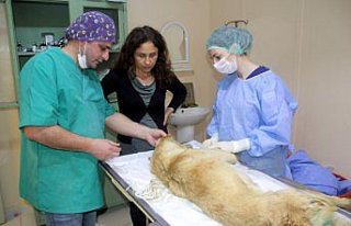 Sokak hayvanları için Fransa'dan Sinop'a geldi