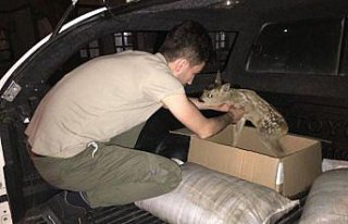 Yaralı karaca yavrusu tedavi altına alındı