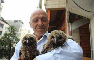 Yavru baykuşlar koruma altına alındı