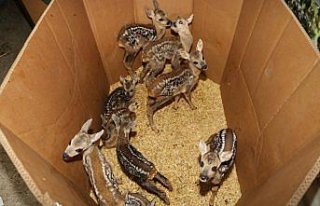 Annesiz yavru karacalara devlet şefkati