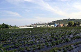 Fındığa alternatif süs bitkisi ve Trabzon hurması