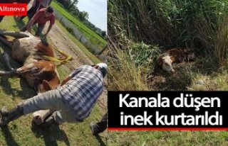 Kanala düşen inek kurtarıldı