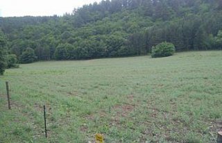 Mengen'de sertifikalı nohut ekildi