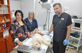 Ölmek üzere olan sokak köpeğini yaşama döndürdüler