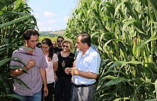 Bartın'da yem bitkisi tarımı geliştiriliyor