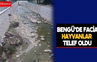 Bengü`de facia, hayvanlar telef oldu