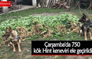 Çarşamba'da 750 kök Hint keneviri ele geçirildi