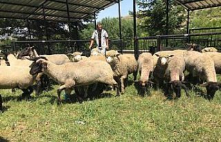 Damızlık koyun ithal ettiler