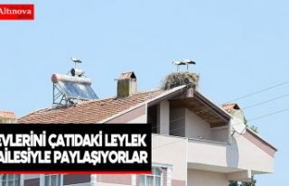 Evlerini çatıdaki leylek ailesiyle paylaşıyorlar