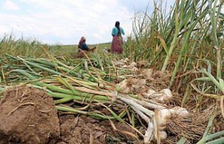Taşköprü sarımsağında hasat başladı