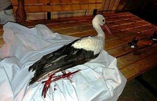 Yaralı leyleğe jandarma sahip çıktı