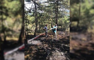 Bolu'da ormanlık alana yıldırım isabet etti