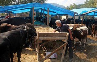 Bozkurt'ta kurban pazarı kuruldu