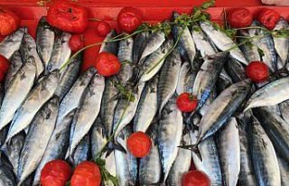 Karadenizli balıkçılar palamuttan umutlu