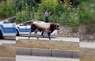 Mezbahaya götürülürken kaçan boğayla 3 saatlik...