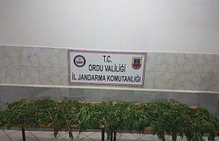 Ordu'da 8 kilogram esrar ele geçirildi