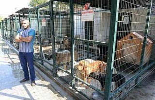 Sokak hayvanlarına klimalı barınak