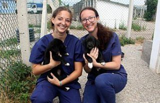 Sokak hayvanlarının gönüllü veterinerleri