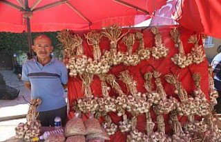 Taşköprü sarımsağı fiyatları üreticiyi memnun...