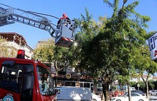 Ağaçta mahsur kalan yavru kedi kurtarıldı