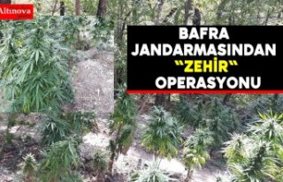 Bafra Jandarmasından "ZEHİR" operasyonu