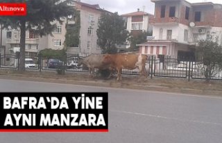 Bafra`da yine aynı manzara
