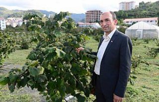 Fındıkta mekanizasyon için tek köklü sistem önerisi