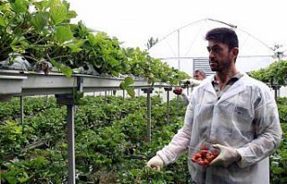 Hobi amaçlı yapılan çilek üretimi gelir kapısı...