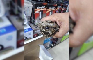 İş yerine Ebabil kuşu girdi