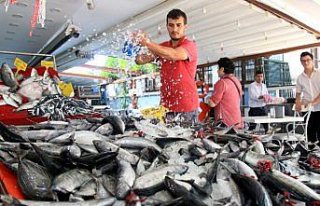 Karadeniz'de balık bolluğu