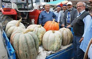 Samsun'da 57 kilogramlık bal kabağı yetiştirildi