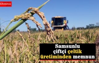 Samsunlu çiftçi çeltik üretiminden memnun