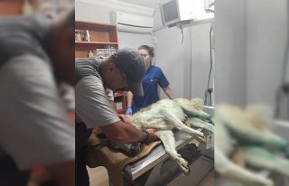 Vatandaşlardan yaralı köpek için 