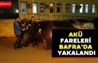 Akü fareleri Bafra`da yakalandı