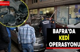 Bafra`da kedi kurtarma operasyonu