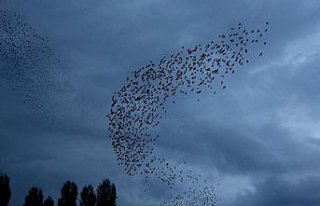 Bayburt'da kuşlardan gökyüzünde 