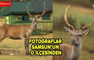 İki geyikle kuruldu çok sayıda kızıl geyiği...