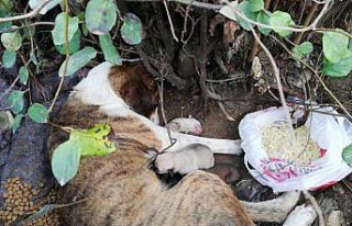 Sokak köpeği ve yavruları tedavi altına alındı