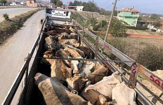 Tokat'ta sağlık raporsuz hayvan sevkiyatı iddiası