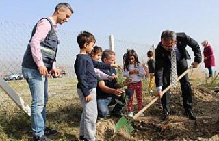 Tosya'da öğrenciler fidan dikti