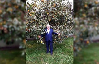 Trabzon hurması ihraç edilecek